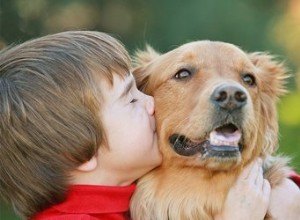 Любят ли собаки объятия и поцелуи?