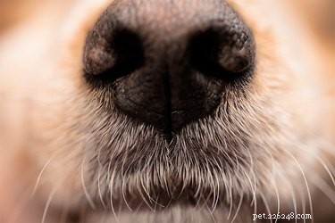 Waarom zou een hond zijn reukvermogen verliezen?