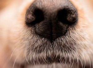 Varför skulle en hund förlora sitt luktsinne?