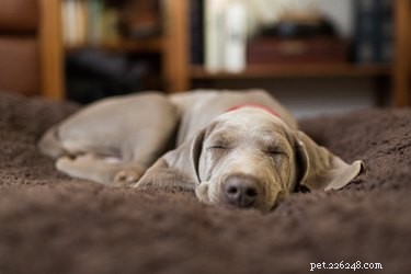 Is het normaal dat puppy s snurken?