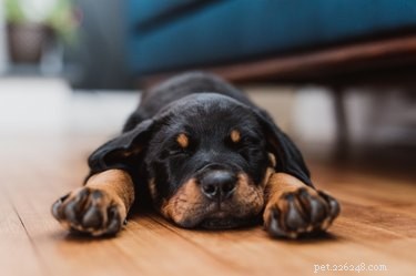 子犬がいびきをかくのは正常ですか？ 