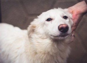 Adoptují toulaví psi lidi?