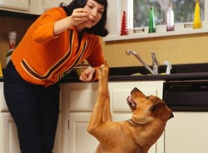 Varför lyfter hundar sina tassar för att tigga?