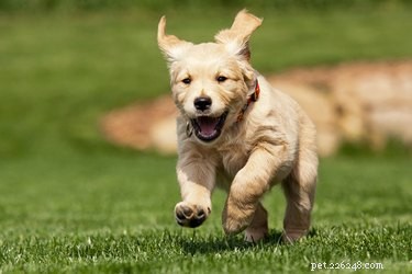 Признаки того, что щенок будет энергичной собакой