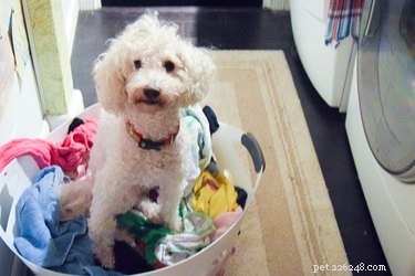 Proč mi můj pes čůral oblečení?