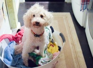 Varför kissade min hund på mina kläder?