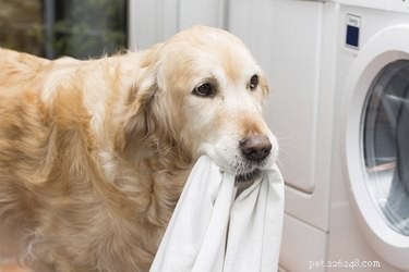 Perché ai cani piace masticare i vestiti?