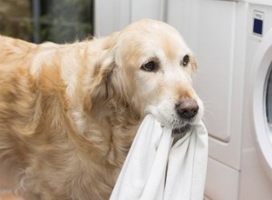 Proč psi rádi žvýkají oblečení?