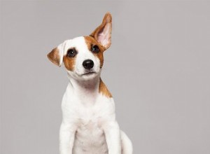 Proč určité zvuky stimulují psy?