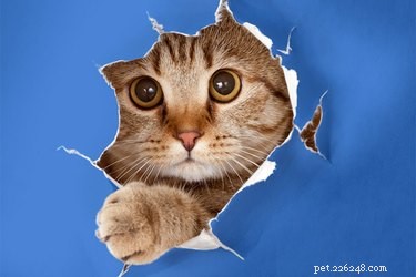 Por que os gatos gostam de rasgar papel?