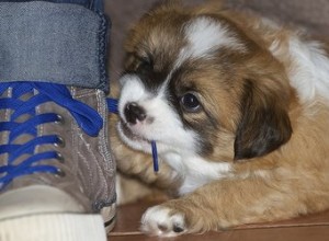 Meu cachorro continua mastigando meus cadarços