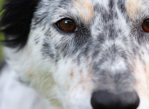 Mon chien a-t-il un problème de vision ?