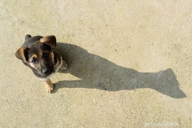 Meu cachorro continua perseguindo sua sombra