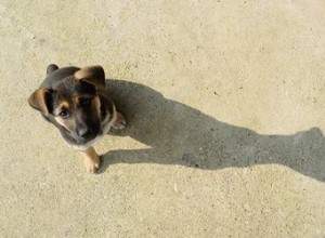 Meu cachorro continua perseguindo sua sombra