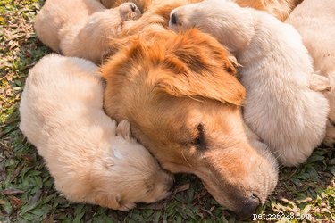 Jak psí matky projevují náklonnost štěňatům?