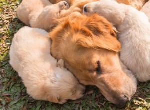 Comment les mères chiennes montrent-elles de l affection envers les chiots ?