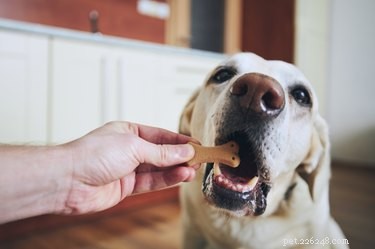 Hur man hindrar en hund från att äta fågelfrön