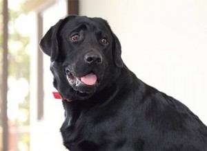 Pourquoi mon chien est-il haletant et anxieux ?