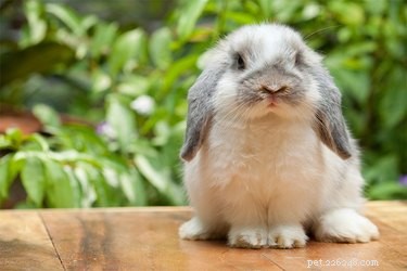 Hoe leer je een konijn om te stoppen met bijten