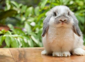 Comment apprendre à un lapin à cesser de mordre