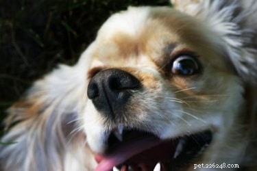 Proč by pes žvýkal jinému psovi vousy?