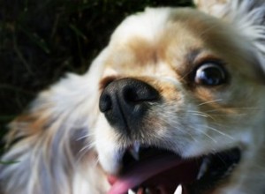 Por que um cachorro mastigaria o bigode de outro?