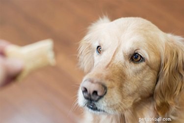 オペラント条件付け犬の訓練について 
