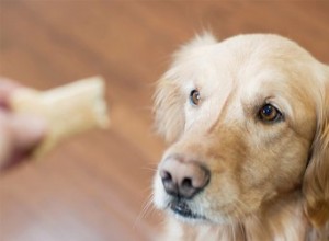 Sobre o treinamento de cães de condicionamento operante