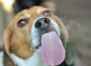 Meu cachorro continua lambendo as janelas