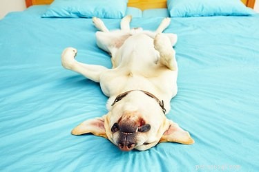 Waarom honden slapen met hun poten in de lucht