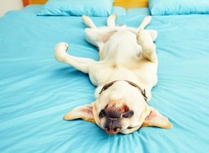 Почему собаки спят, подняв ноги вверх