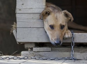 Como denunciar um cão negligenciado