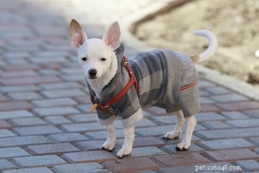 犬にコートやセーターを着させる 