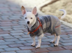 Fazer com que seu cão vista um casaco ou suéter