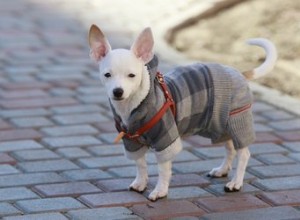 Demander à votre chien de porter un manteau ou un pull