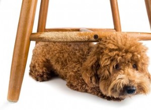 Como evitar que um cachorro mastigue as pernas da cadeira
