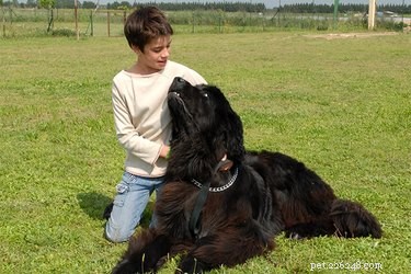Des gros chiens adaptés aux enfants
