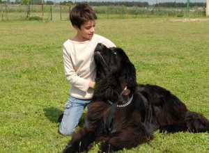 Cães grandes que são amigos das crianças