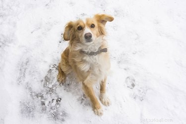 Jak dostat psa na nočník ve sněhu