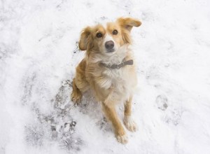 Como fazer um cachorro ir ao banheiro na neve