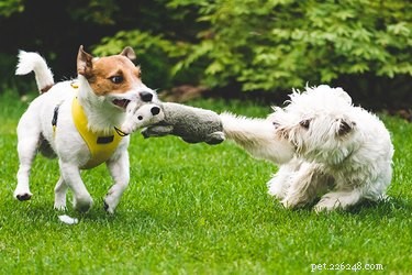 Игривое и агрессивное рычание собаки