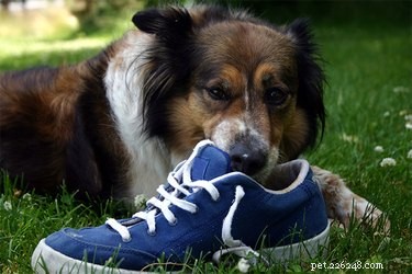 Perché i cani masticano le scarpe?