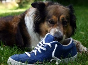 Proč psi žvýkají boty?