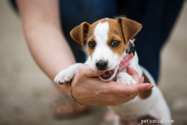 Wat betekent het als een hond op je hand kauwt?