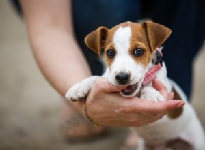 O que significa se um cachorro mastiga sua mão?