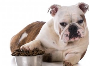 Por que meu cachorro dá patas na tigela de comida cheia?