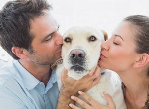 Os cães sabem quando estão estragados?