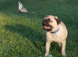 子犬が昆虫を食べるのは安全ですか？ 