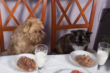 Waarom kunnen honden en katten niet hetzelfde eten?