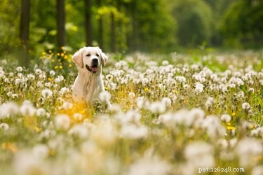 Ervas daninhas que são perigosas para cães
